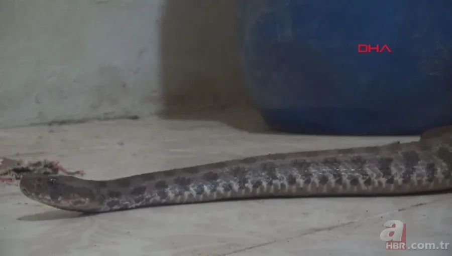 Tek ısırığı bile öldürüyor! Eve giren zehirli yılanı elleriyle yakaladı 🐍 9