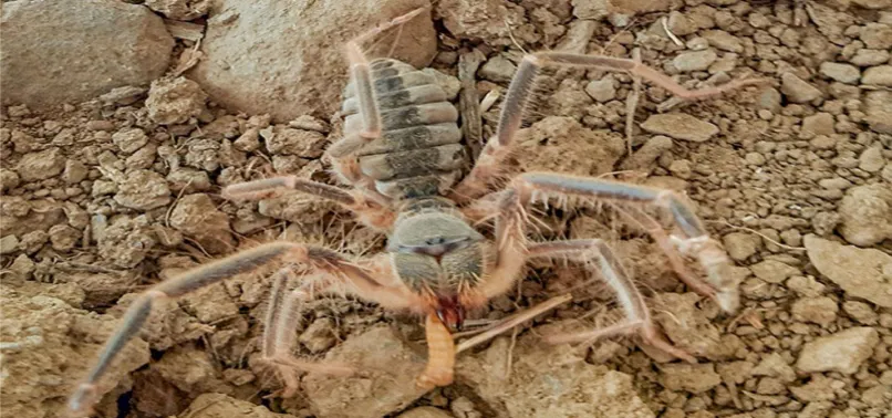 Hakkari'de yeni böğü böceği türü keşfedildi