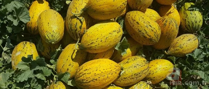 Et pişirirken kavun kabuklarından bir parça ilave edilirse... 6