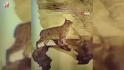 Vaşak köye inip yiyecek aradı