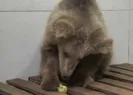 Görme engelli yavru ayıya özel tedavi!