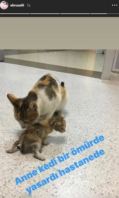 Ebru Şallı’dan yürek yakan paylaşım: Anne kedi bir ömür de yaşardı hastanede...
