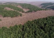 İzmir’de ormanlık alanlara giriş yasaklandı! 31 Ekim’e kadar sürecek: Uymayana ceza var