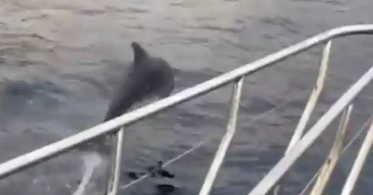 Antalya'da kayda geçti! Görenler sevinç çığlığı attı