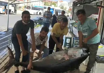 Dev orkinos balığı görenleri şaşkına çevirdi! 4 kişi zor kaldırdı