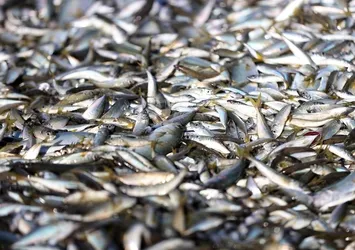 Çinekop ve hamsi tezgahlardaki yerini aldı!
