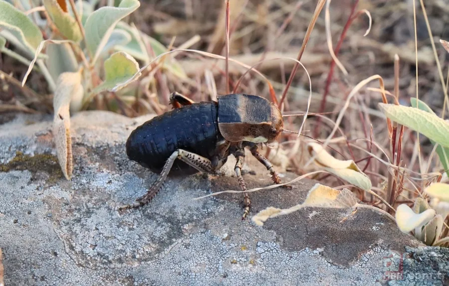 Yamyam çekirge o ilimizde yeniden ortaya çıktı 🦗 Kendi türünü yerken görüntülenmişti 2