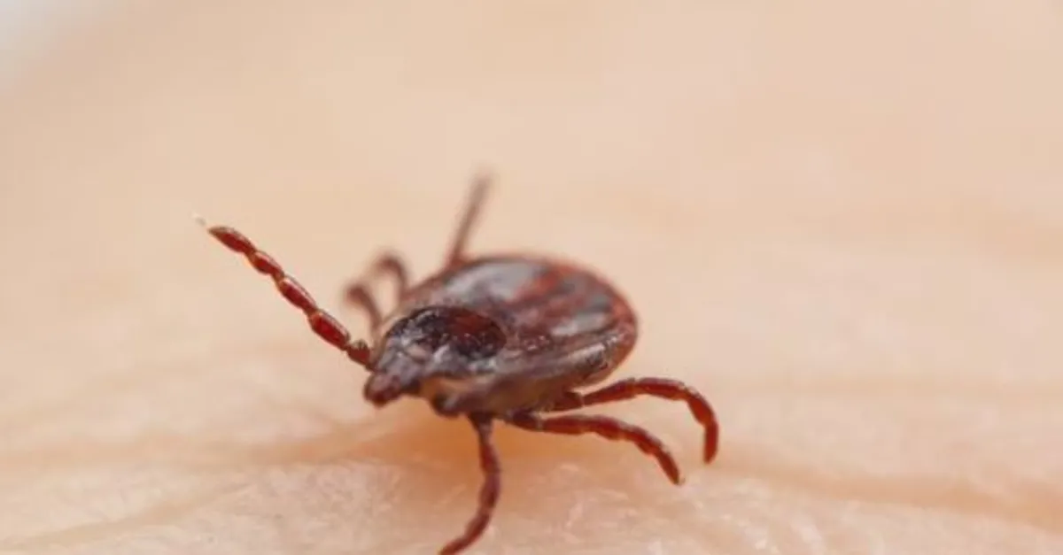 Kene tehlikesine dikkat!