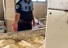 Fırında mide bulandıran görüntü!