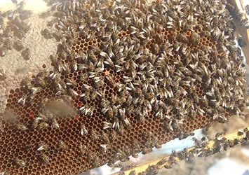 Çukurova'da arı ölümlerinin nedeni belli oldu