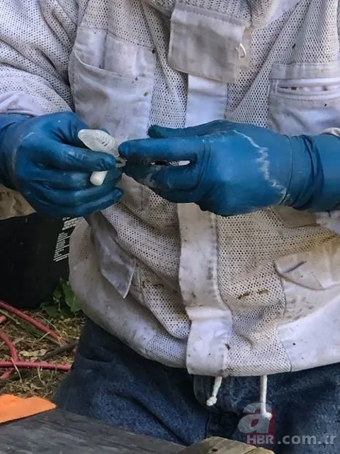 Evinin duvarından gelen garip sesler arttı! Termal kamerayla bakınca şoka girdi 22