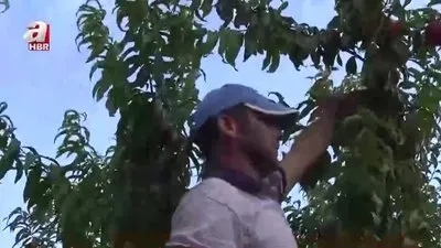 Çanakkale’de nektarin üretimi