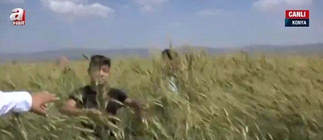 Konya’da yaklaşık 2 metrelik buğday yetiştirildi! 180 santimetrelik buğday nasıl yetiştirilir?