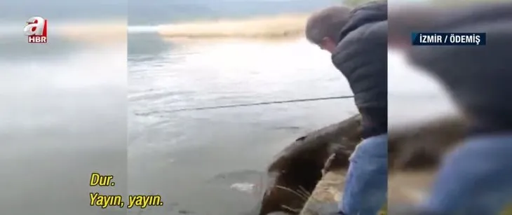 Olta ile yakaladı gören hayrete düştü! 55 kilo yayın balığı...