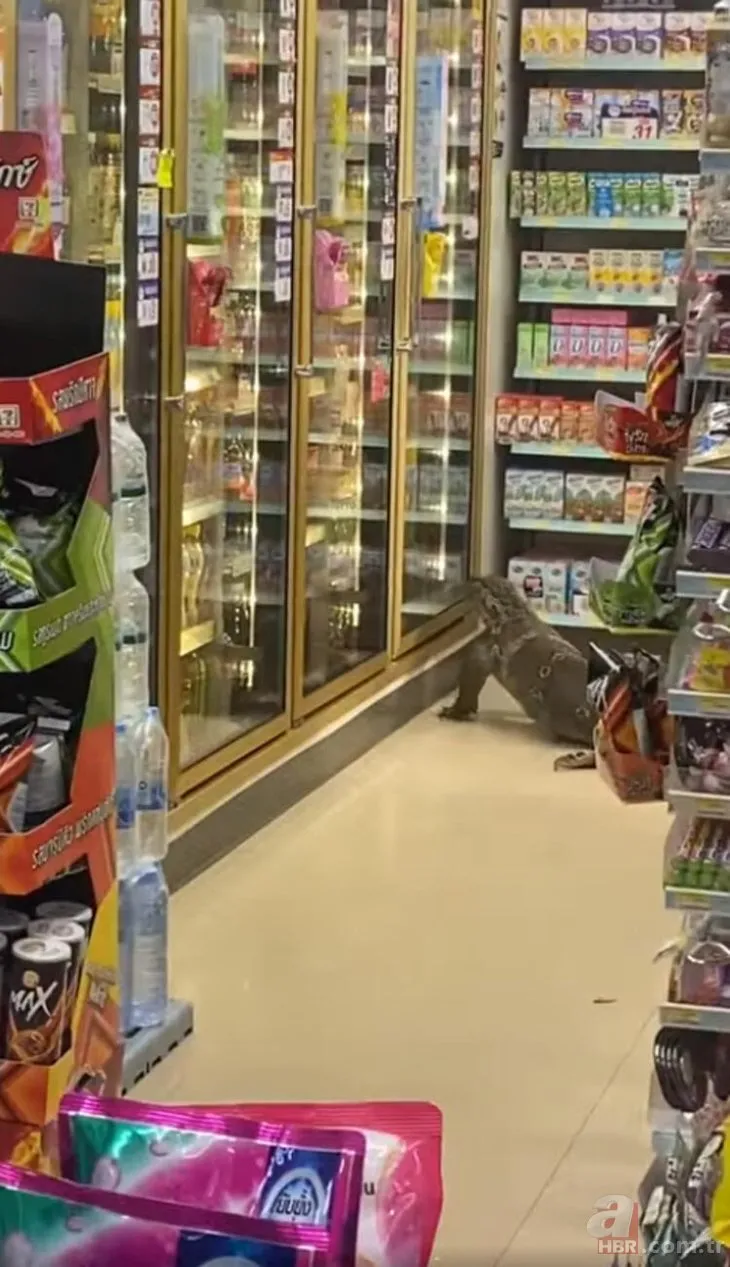 Komodo ejderi markete daldı! Müşteriler çığlık çığlığa kaçtı