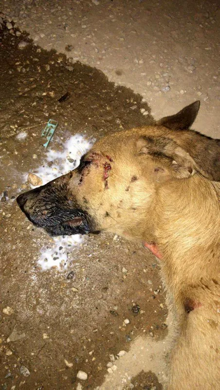 Sakarya Arifiye'de vahşet! Köpeğe görülmemiş işkence - 2