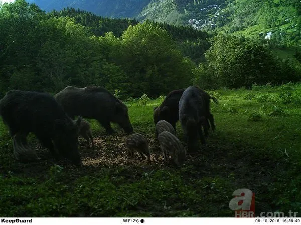 Dünyada ve Türkiye'de bir ilk! Aynı bölgede görüldüler 18