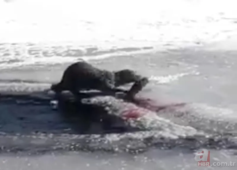 O ilimizde kıyıya yaklaşınca fark edildi! Hemen telefona sarıldılar 18