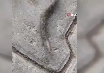 Elazığ'da çift başlı yılan tedirgin etti