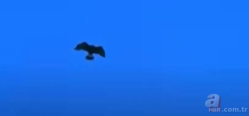 Dev kartalın nefes kesen kurt avı! Anne kurdun hatası pahalıya mal oldu 1