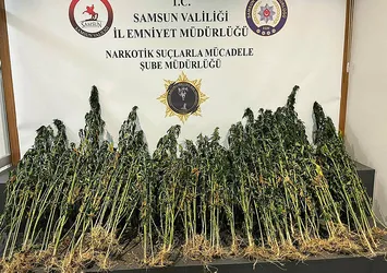 178 kök kenevir bitkisi ele geçirildi