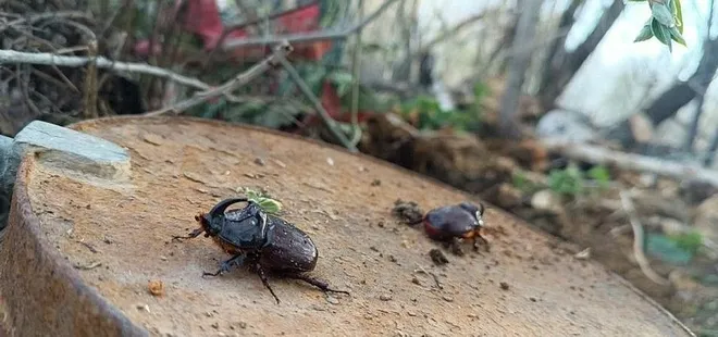 Dünyanın en güçlüsü Hakkari'de görüldü! Değeri tam 90 bin dolar