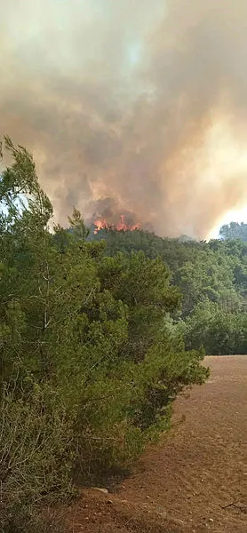 son-dakika-adanada-orman-yangini-cikti-1692025456506.jpg