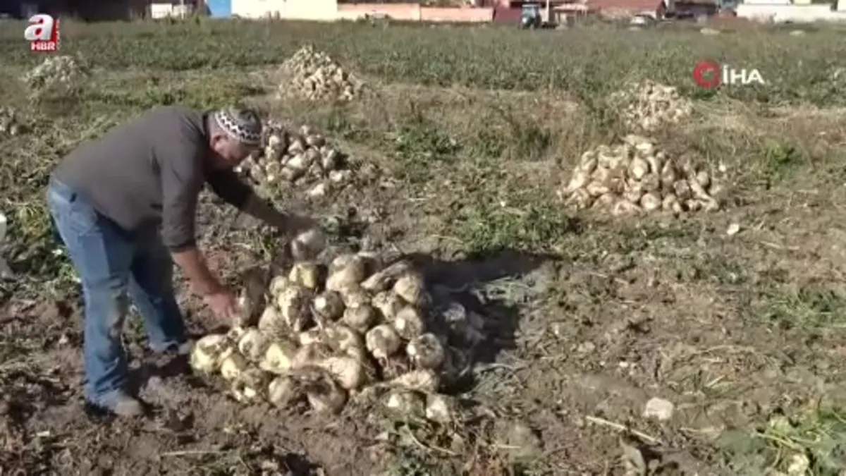 Kütahya'da pancar hasadı başladı