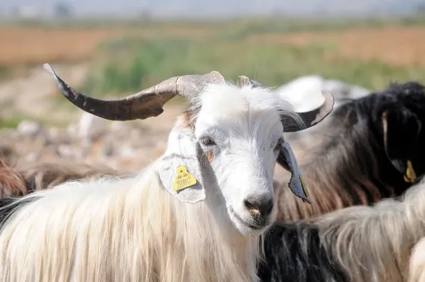 Kurban kesim vakti ne zaman bitecek? Kurban kesimi son gün ne zaman? Kurban ne zamana kadar kesilmeli? - 2