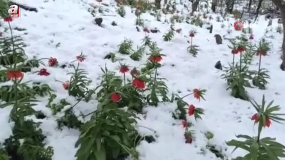 Van’da ters laleler kar altında kaldı