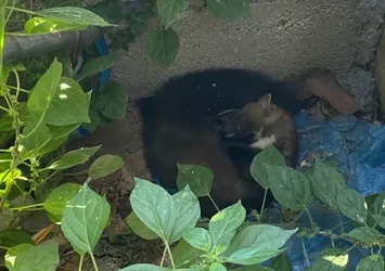 Ava giderken avlandı! Ekipler kurtardı