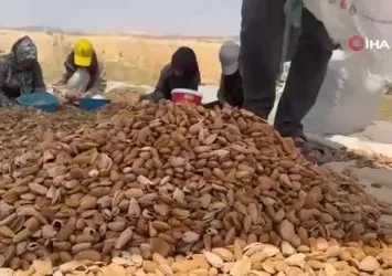 Adıyaman'da badem hasadı başladı