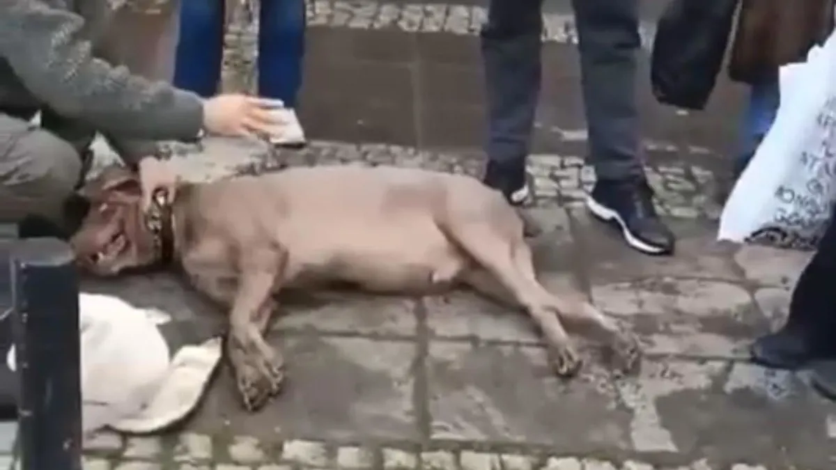 Kaldırımda yürüyen köpek elektrik akımına kapıldı