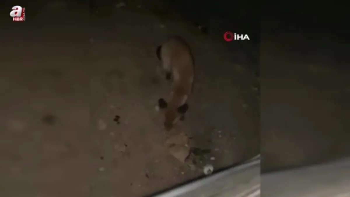 İnegöl’de sürücü tilkiyi cipsle besledi o anlar kamerada