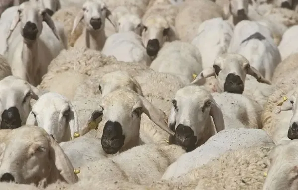 kurban-bayrami-ne-zaman-hangi-gune-denk-geliyor-2023-bayram-tatili-9-gun-mu-olacak-1683564244835.jpg Kurban Bayramı ne zaman, hangi güne denk geliyor 2023? Bayram tatili 9 gün mü olacak? - 4