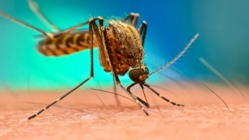 istanbul da bati nil atesli virusu