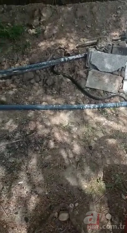 Diyarbakır’da dev yılan paniği! Görenler şoke oldu
