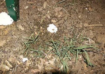 Çanakkale'de korkunç olay! Toplu arı ölümleri