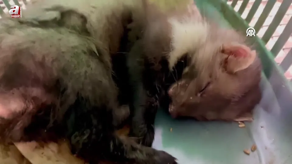 Yaralı bulunan kaya sansarı tedaviye alındı! Horlayarak uyudu