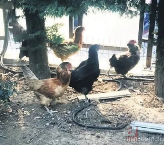 Burak Özçivit’in eşi Fahriye Evcen’den evlilik itirafı! Mutluluğun sırrını verdi 133