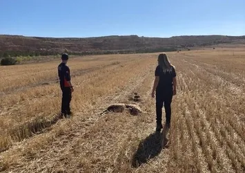 Sivas’ta 11 koyun telef oldu