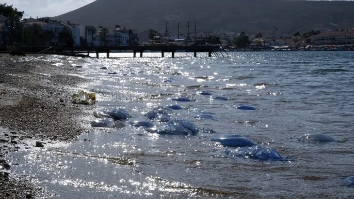 İzmir plajlarını istila ettiler! Sahile gelenler gözlerine inanamadı