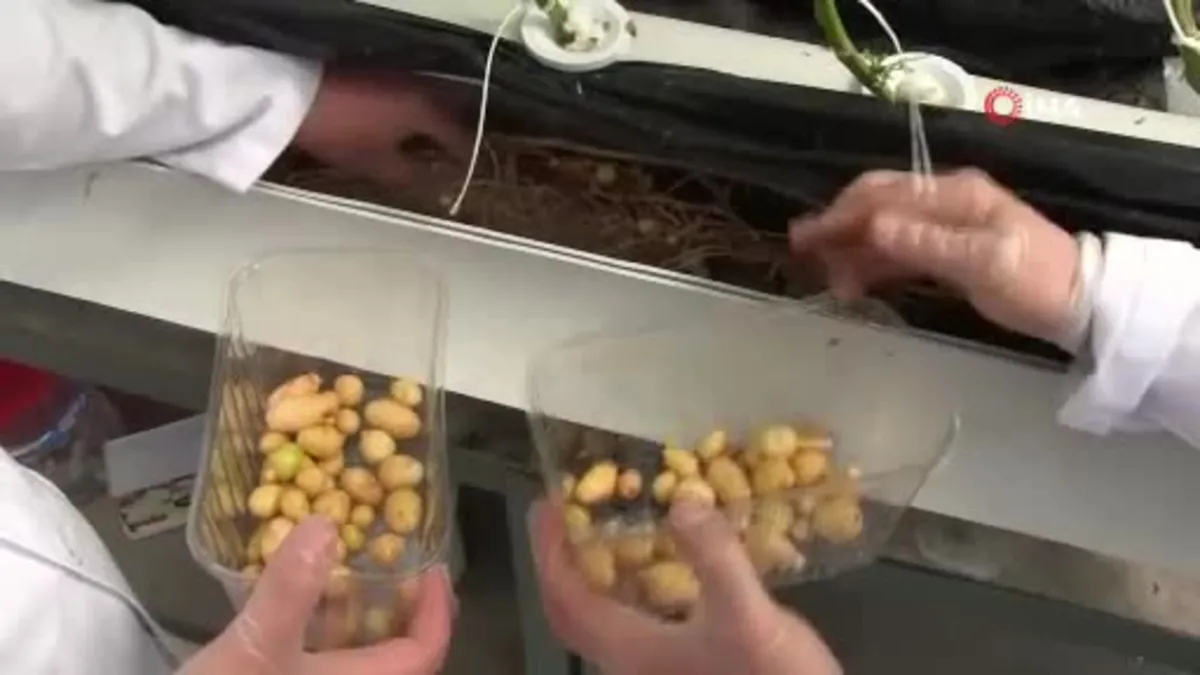 Yerli ve milli patates çeşitleri geliştiriliyor