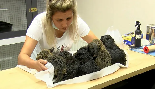 Ankara'da foseptik çukurunda bulunan 6 yavru köpek tedaviye alındı - 4