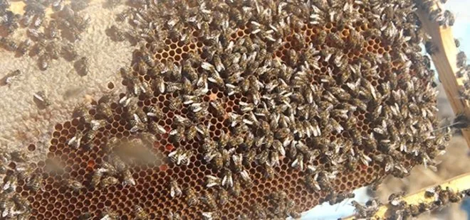 Çukurova’da arı ölümlerinin nedeni belli oldu