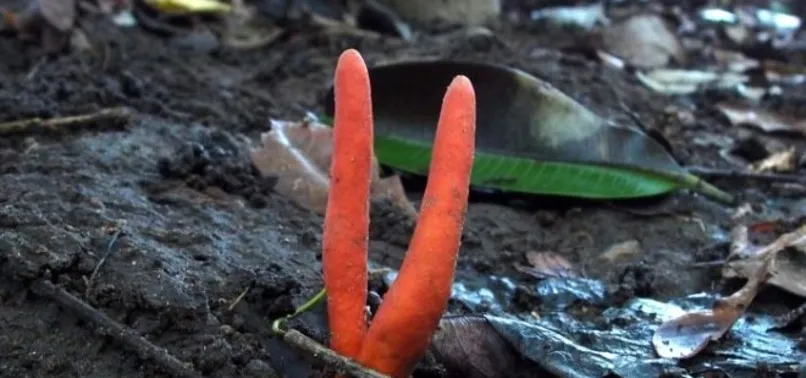Dünyanın en tehlikeli mantarı! Dokunmak bile yetiyor...