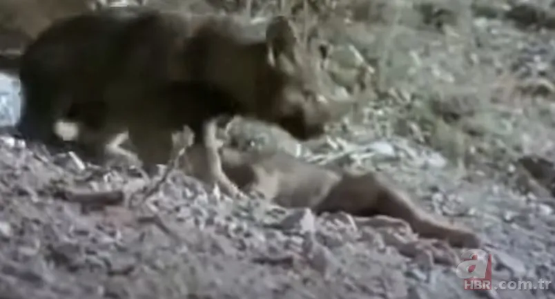 Dev kartalın nefes kesen kurt avı! Anne kurdun hatası pahalıya mal oldu 5