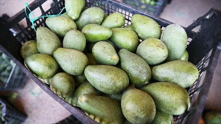 Bilim insanları açıkladı! Günde bir avokado yersek bakın ne oluyor...