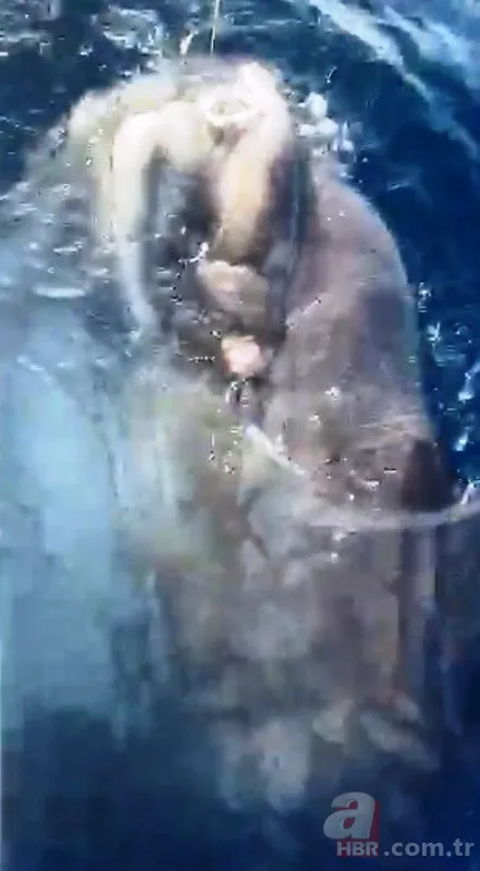 Balıkçıların oltasına takıldı! Hayrete düşürdü 3