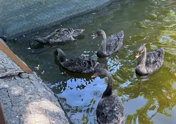 Kuğulu Park'taki yavru kuğular büyüdü